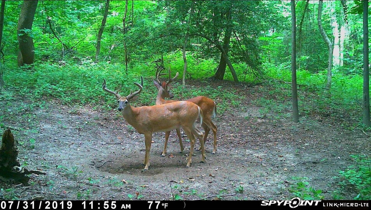 Cellular Trail Camera Twin Pack with SD Cards and Microfiber Cloth Screen Cleaner T7216