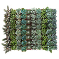 Collection of 64 Succulent K178