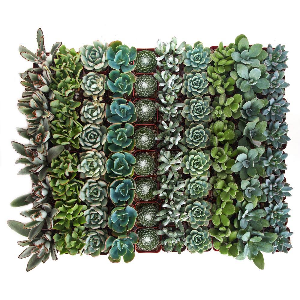 Collection of 64 Succulent K178