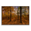 Gold Framed Photographic Print Y2506