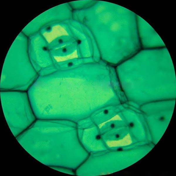 Trinocular Biological Compound Microscope with Plan Objectives and 14MP USB Digital Camera B554